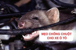 bi-quyet-chong-chuot-cho-xe-o-to-hieu-qua-nhat
